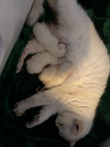 Mai 2018 - Kittenlandung bei der Schmusezucht :-) soooo süß