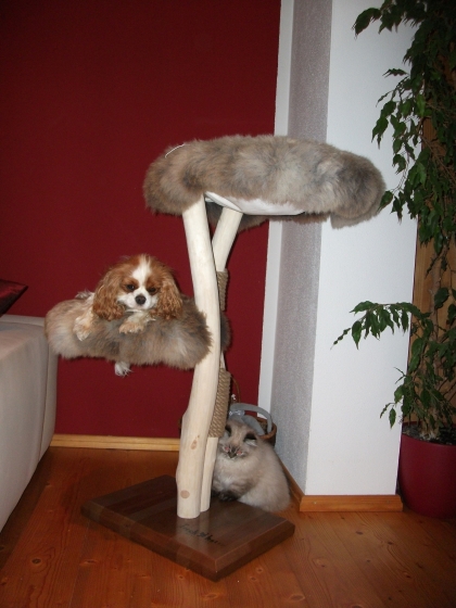 Naturkratzbaum Echtholz  Canis