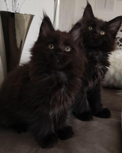 Bumblebee und Black Ice - www.mainecoonkatzen.com