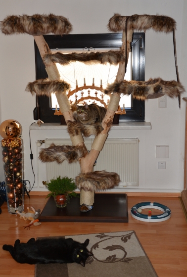 Natural wood cat tree - Gismo -