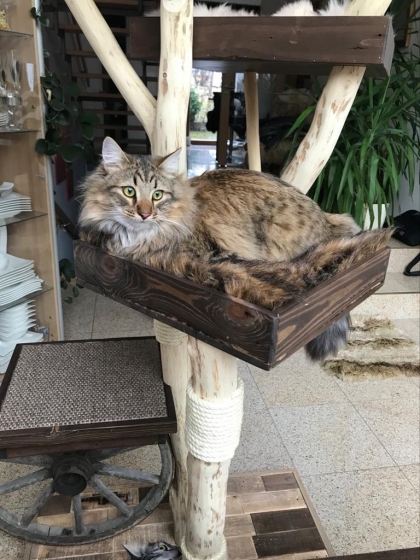 Naturkratzbaum Julia, für große Katzen, Eichenholz