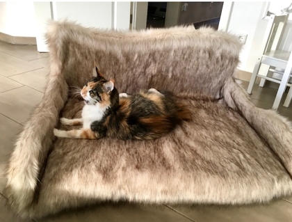 Katzensofa XXL für die Buttercupcakes