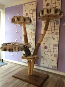 Natural wood cat tree - Alice -