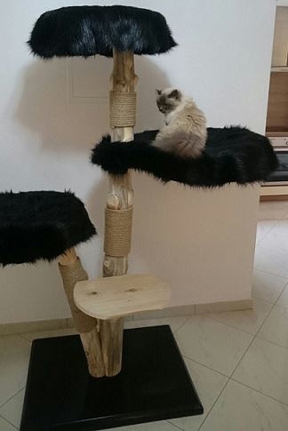 Natural wood cat tree - Vesper -