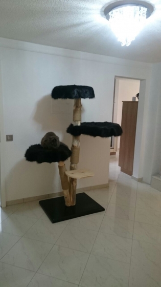 Natural wood cat tree - Vesper -
