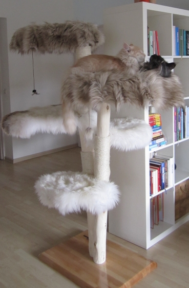 Natural wood cat tree - Tammie -