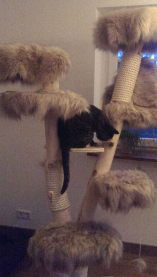 Natural wood cat tree - Plumplori -