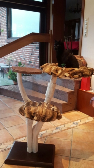 Natural wood cat tree - Edda -