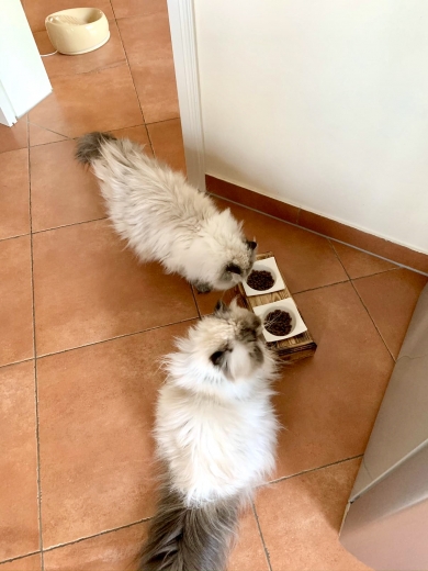 Percy und Loui testen ihren neuen Fressnapf